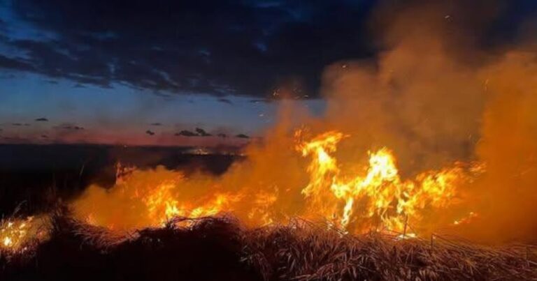 La Plata. Incendios en la Reserva de Biosfera Pereyra Iraola y Punta Lara
