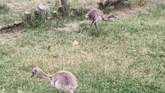 La Pampa: rescatan a dos crías de ñandú que tenían en cautiverio en una casa2