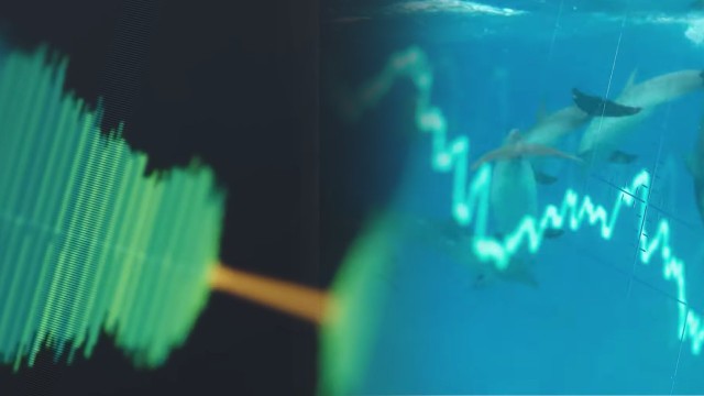 El animal con el que científicos pretenden comunicarse gracias a Inteligencia Artificial