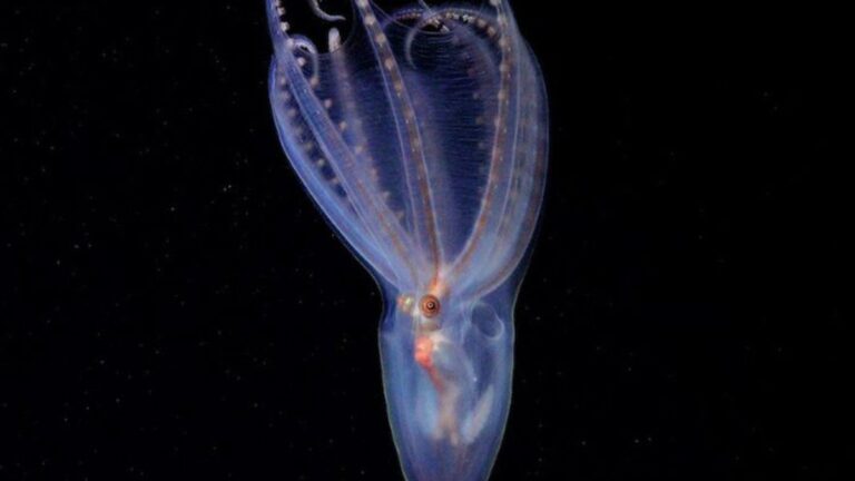 Científicos del Conicet descubrieron 40 nuevas especies en el cañón submarino Mar del Plata