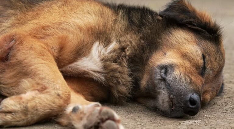 Alerta por envenenamiento de mascotas en Las Cañitas: al menos tres perros murieron en una semana