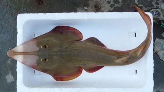 Ciencia y pesca deportiva: el pez guitarra, en el centro de una campaña clave